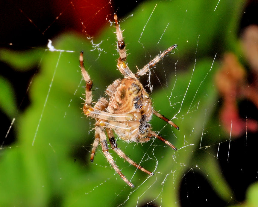 Araneus diadematus